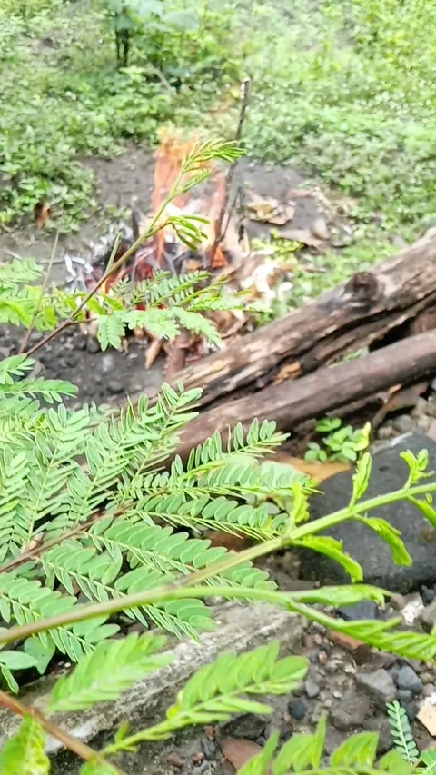 Burning Dry Waste Stock Footage 320025667