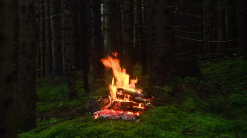 Burning evening campfire and glowing lantern in beautiful evergreen forest Stock Footage 333765651