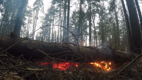 Burning fallen tree Video stock 100789349