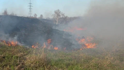 Burning field. Burning old dry last year's grass. Dry grass in flame and smoke 스톡 동영상 119528002