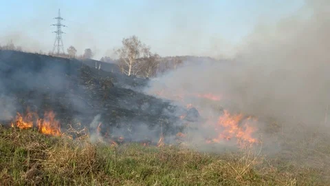 Burning field. Burning old dry last year's grass. Dry grass in flame and smoke Stock Footage 119528108