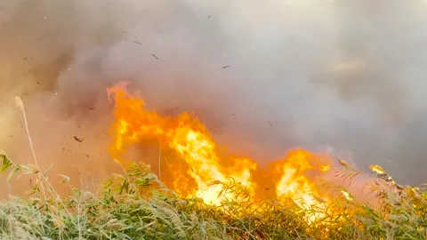 Burning field in daylight, fire destroying vegetation, thick smoke filling the Stock Footage 317911901