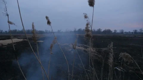 Burning field in the evening. Special arson of grass. Ecological catastrophy 库存影片 131376583