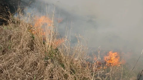 Burning field. The fire is getting very close. Dry grass in flame and smoke Stock-Footage 119528855