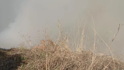 Burning field. The fire is getting very close. Dry grass in flame and smoke Stock Footage 119529235