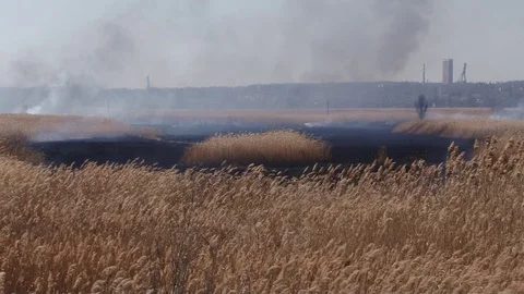 Burning field Video stock 86638806