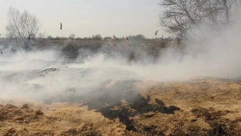 Burning field with smoke. Ecological problem. Burnt grass Stock Footage 132330816