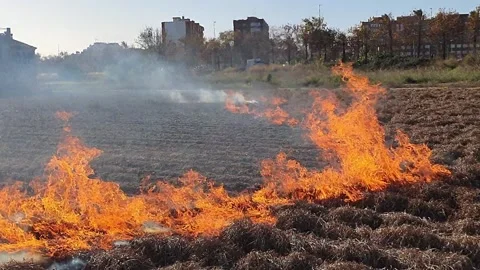 Burning fields of tiger nuts near Valencia Stock Footage 150403237