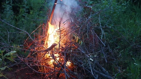 Burning fire. The bonfire burns in the forest. Texture of burning fire. Bonfire Stock Footage 133435297