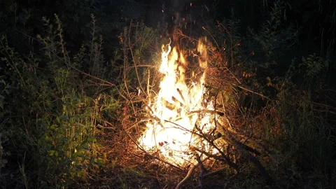 Burning fire. The bonfire burns in the forest. Stock-Footage 164109850