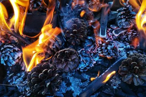 Burning fire. Fire smoke. pine cone. Stock Photos