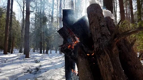 The Burning a fire in the forest close up.Fire in the forest. Big bonfire. Stock Footage 104972526