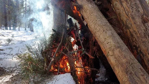The Burning a fire in the forest close up.Fire in the forest. Big bonfire. Stock Footage 104974011