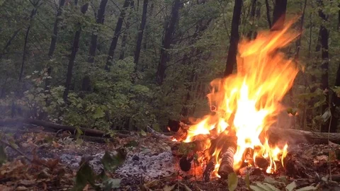 Burning fire in the forest Stock Footage 93420359