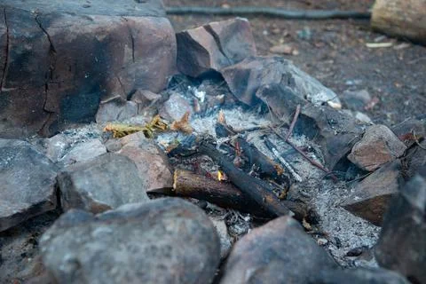 Burning fire in the forest Stock Photos