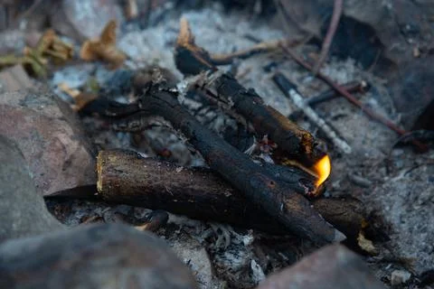 Burning fire in the forest Stock Photos