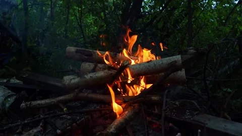 Burning fire in the night forest. Stock Footage 163506730