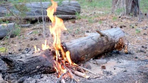 Burning fire in a pine forest close-up. Stock Footage 249486121