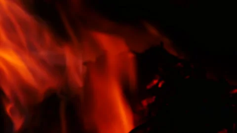 Burning fire trees in flame 库存影片 162589952