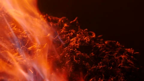 Burning fire trees in flame Stock Footage 162590180