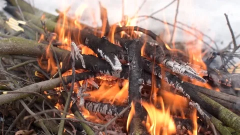 Burning Fire in Winter Forest Stock Footage 102407582