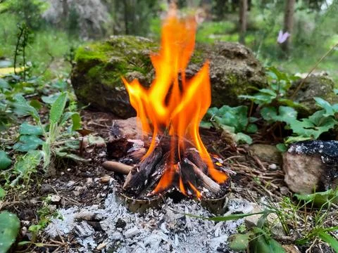 Burning fire in the woods Fotos de archivo