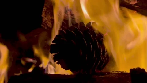 Burning Fireplace Pinecone Stock Footage 233560265