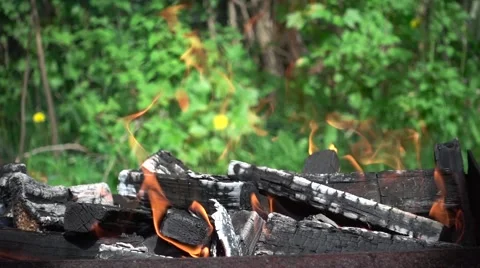 Burning Firewood on a Background of Greenery. Slow Motion Stock Footage 67255461