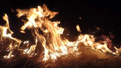 Burning flame dry field fire Stock Footage 73677750
