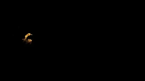 Burning flames from start to finish with ProRes Stock Footage 303011686