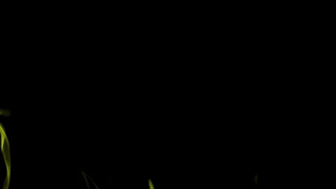 Burning flames from start to finish with ProRes Stock Footage 304902218