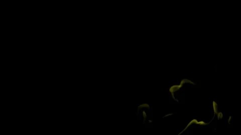 Burning flames from start to finish with ProRes Stock Footage 304902353