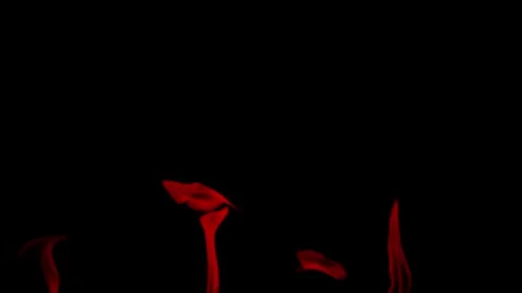 Burning flames from start to finish with ProRes Stock Footage 304902464