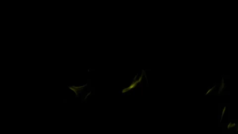 Burning flames from start to finish with ProRes Stock-Footage 304903073