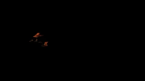 Burning flames from start to finish with ProRes Stock Footage 305080829