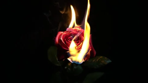 Burning flower close up with dark background Stock-Footage 136641894
