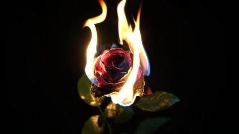 Burning flower close up with dark background Stock Footage 136641900