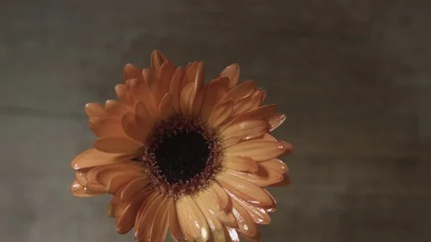Burning flower floating Stock Footage 77514985