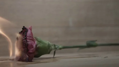 Burning Flower Stock Footage 77514761