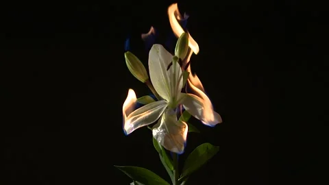 Burning Flower 動画素材 138085044