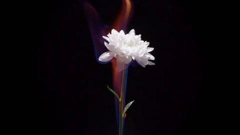 Burning flower in slow motion Stock Footage 229485745