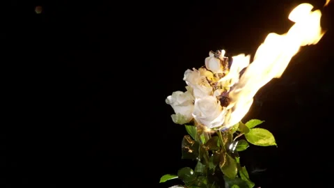 BURNING FLOWERS 库存影片 147732308