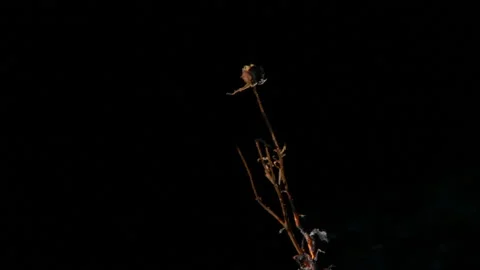 BURNING FLOWERS 库存影片 147735574