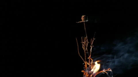BURNING FLOWERS 库存影片 147736030
