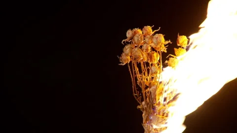 BURNING FLOWERS 库存影片 147736076