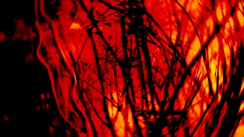 Burning, Forest Fires Stock Footage 234221830