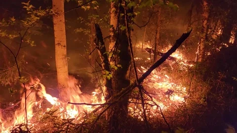 A burning forest floor quickly spreading into the night. Panning shot Stock Footage 243873441