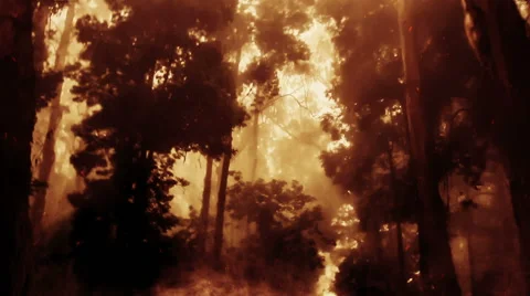 Burning forest Stock Footage 49449444