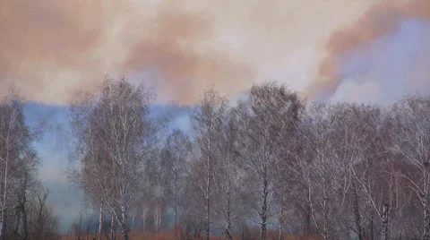 Burning forest Stock Footage 49564269