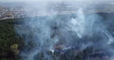 Burning forest 스톡 동영상 111809095